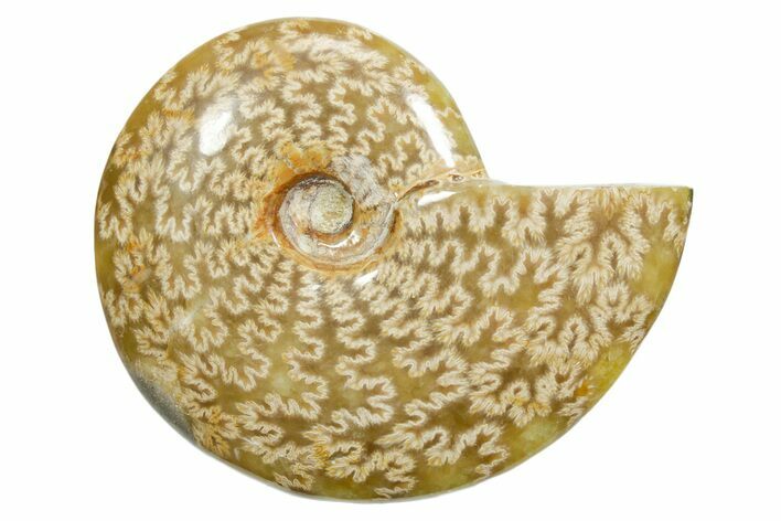 Polished Ammonite (Cleoniceras) Fossil - Madagascar #348516